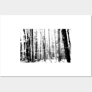 Monochrome effect deep in forest scene on a trail Posters and Art